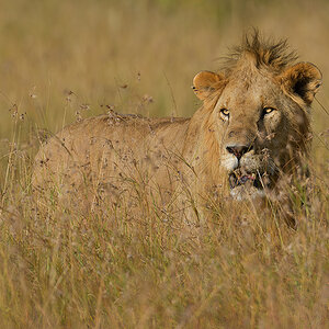 _85R5412_20180719_173206_838Masai Mara 2018-1200.jpg