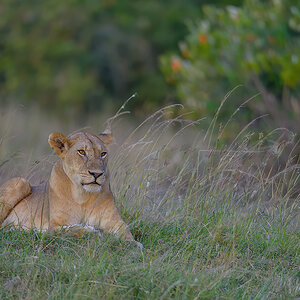 _85R5602_20180719_181820_841Masai Mara 2018-1200.jpg