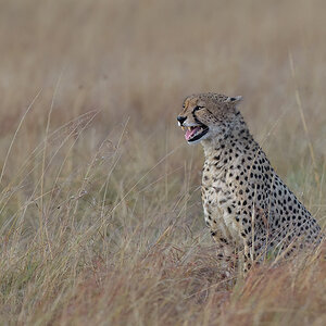 _85R5980_20180720_071034_667Masai Mara 2018-1200.jpg