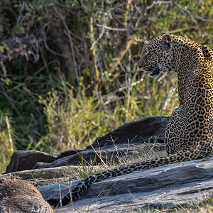 _R052519_20180720_164448_711Masai Mara 2018-1200.jpg