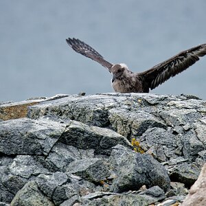 Skua Jungvogel Flugtraining I.jpg
