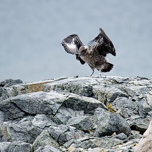 Skua Jungvogel Flugtraining II.jpg