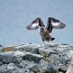 Skua Jungvogel Flugtraining III.jpg