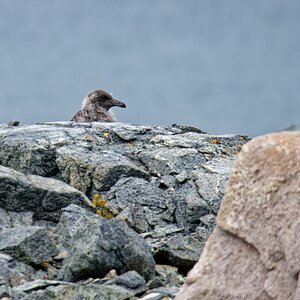 Skua Jungvogel Nest.jpg