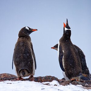 Eselspinguine.jpg