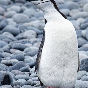 Zügelpinguin.jpg