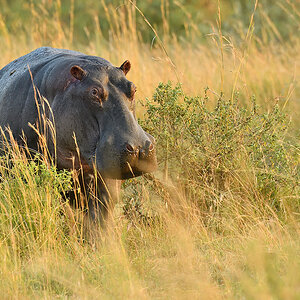 _5RG5249_20180721_071637_597Masai Mara 2018-1200.jpg