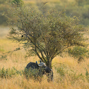 _5RG5314_20180721_071905_599Masai Mara 2018-1200.jpg