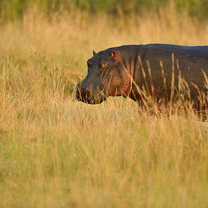 _5RG5330_20180721_072021_600Masai Mara 2018-1200.jpg