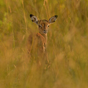 _85R6920_20180721_081322_478Masai Mara 2018.jpg