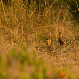 _85R6934_20180721_081723_479Masai Mara 2018-1200.jpg