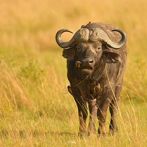 _85R7607_20180721_090626_494Masai Mara 2018-1200.jpg