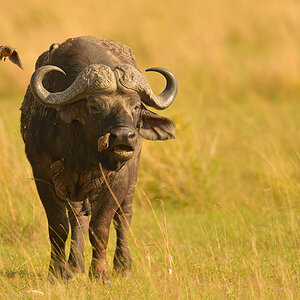 _85R7654_20180721_090651_499Masai Mara 2018-1200.jpg