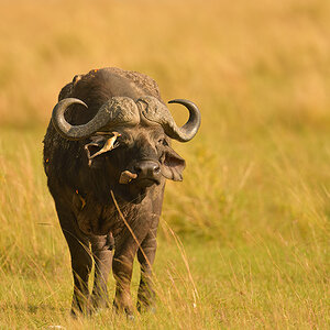 _85R7660_20180721_090651_501Masai Mara 2018-1200.jpg