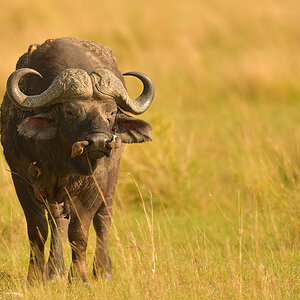 _85R7675_20180721_090654_325Masai Mara 2018-1200.jpg
