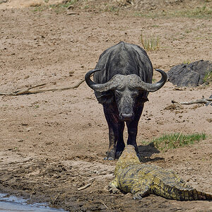 _5RG5586_20180721_133511_608Masai Mara 2018-1200.jpg