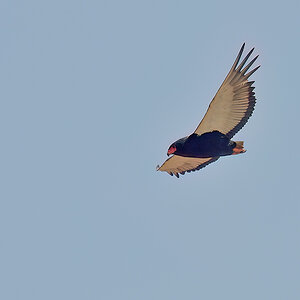 _5RG5669_20180721_144216_613Masai Mara 2018-1200.jpg