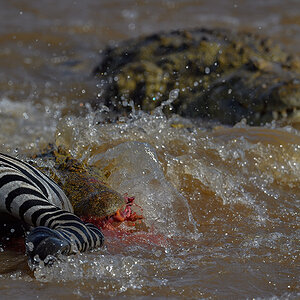 _5RG5897_20180721_151611_627Masai Mara 2018-1200.jpg