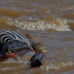 _5RG5993_20180721_151649_639Masai Mara 2018-1200.jpg