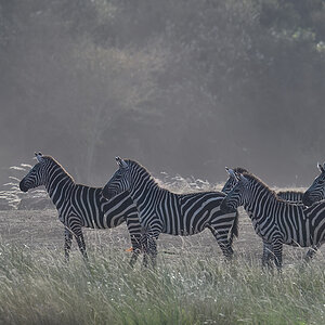 _R054607_20180721_172812_580Masai Mara 2018-1200.jpg