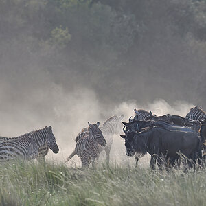 _R054689_20180721_174020_584Masai Mara 2018-1200.jpg
