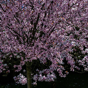 Kirschblüten.jpg