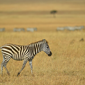 _5RG6533_20180722_092538_1745Masai Mara 2018-1200.jpg