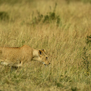 _5RG6539_20180722_100920_1746Masai Mara 2018-1200.jpg
