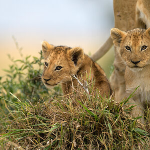 _85R8986_20180722_101455_1230Masai Mara 2018-1200.jpg