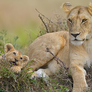 _85R9206_20180722_101906_1231Masai Mara 2018-1200.jpg