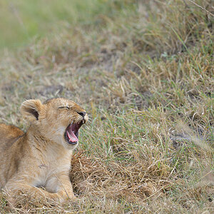 _85R9255_20180722_101931_1232Masai Mara 2018-1200.jpg