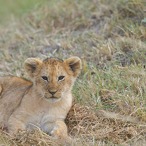 _85R9284_20180722_101938_1234Masai Mara 2018-1200.jpg