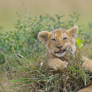 _85R9328_20180722_102118_1235Masai Mara 2018-1200.jpg