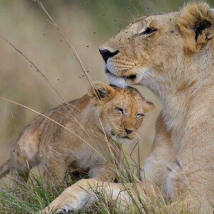 _85R9635_20180722_103248_1240Masai Mara 2018-1200.jpg