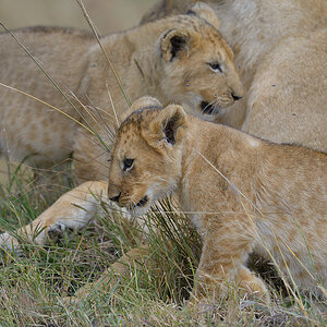 _85R9677_20180722_103258_1243Masai Mara 2018-1200.jpg