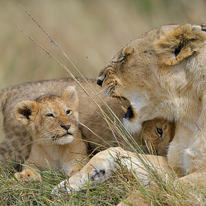 _85R9834_20180722_103909_1248Masai Mara 2018-1200.jpg
