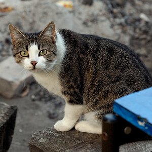 WG Katze