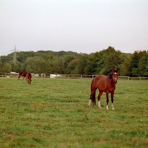 Das rote Pferd