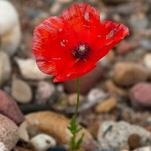Mohnblume Vergleich