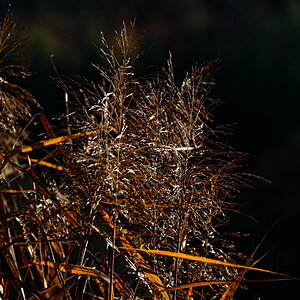 Letzte Sonne