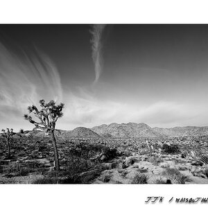 Joshua Tree