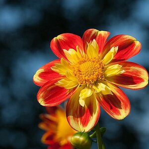 Dahlie im Herbst