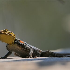 comp Namibia 09 00133