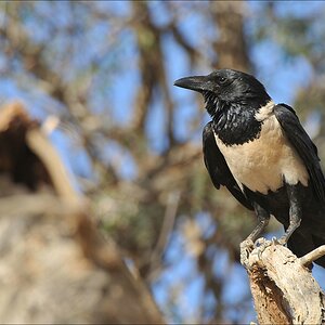 comp Namibia 09 00871