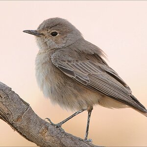 comp Namibia 09 01652