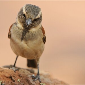 comp Namibia 09 02143