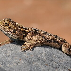 comp Namibia 09 03677