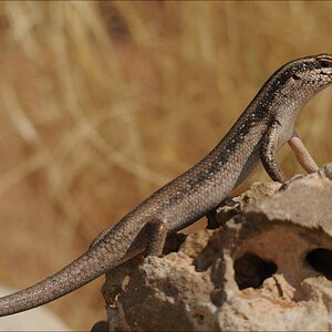comp Namibia 09 03854