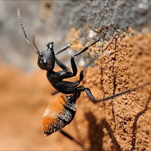 comp Namibia 09 03990