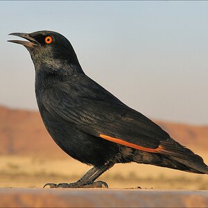 comp Namibia 09 06095
